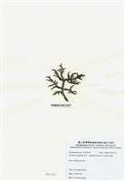 藏品(乳頭軟骨凹頂藻)的圖片